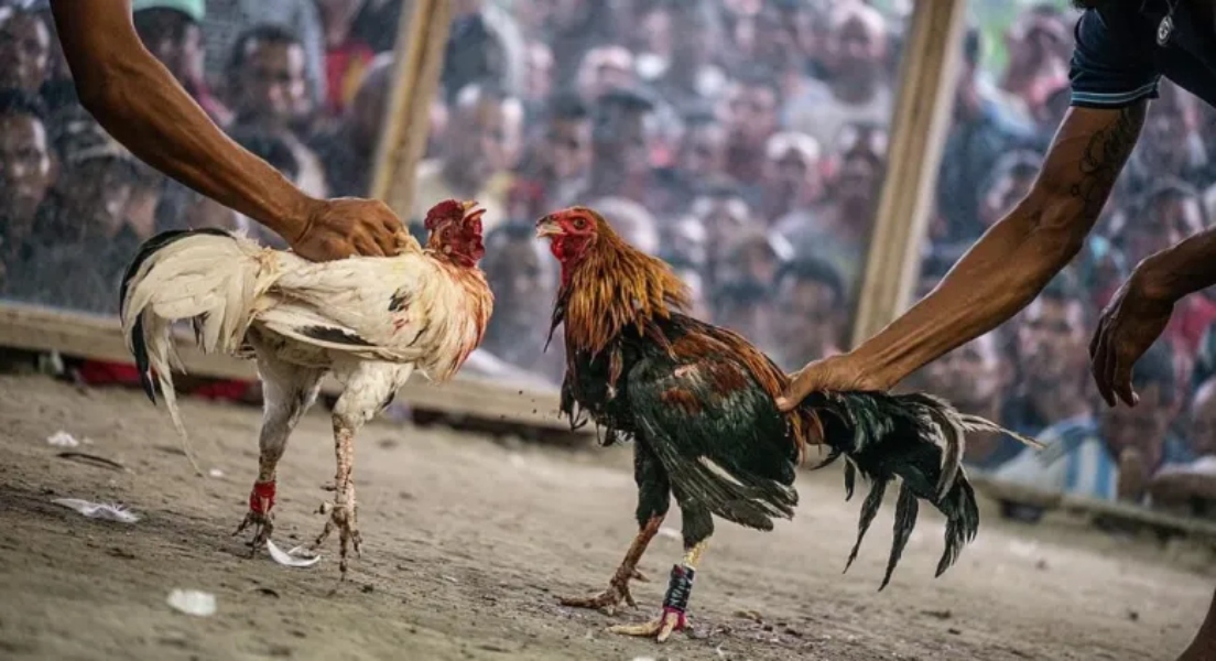 No Habr Peleas De Gallos En La Feria De Irapuato Contrapuntonews